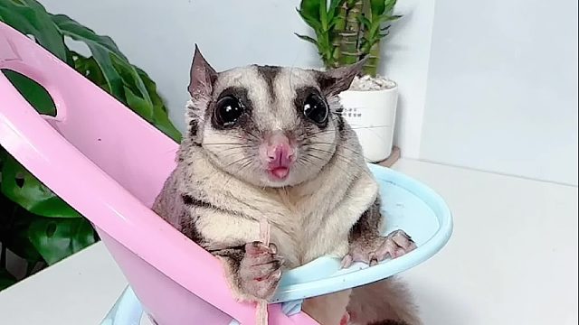 今天吃点简单的吧