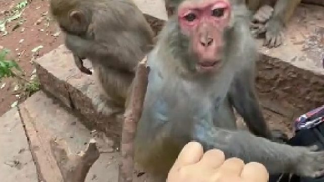 老猴王一家老婆孩子排队拔刺