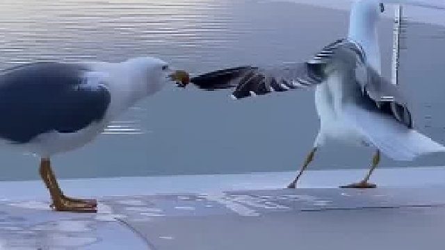 两只海鸥，你俩是来玩的吗？