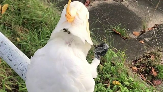 会自己抓痒痒的小鹦鹉