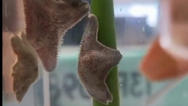 海星日常欢乐逗