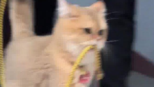 要出去溜溜，气质一下就上来了