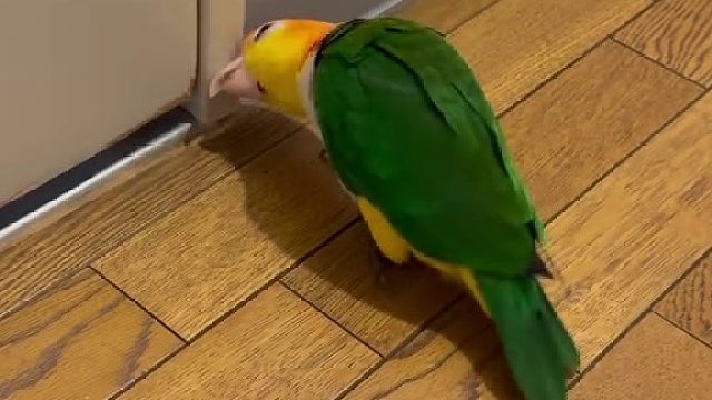 有被这只鹦鹉可爱到！