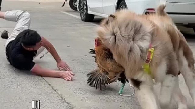 放开那个鸡～我真的赔不起了