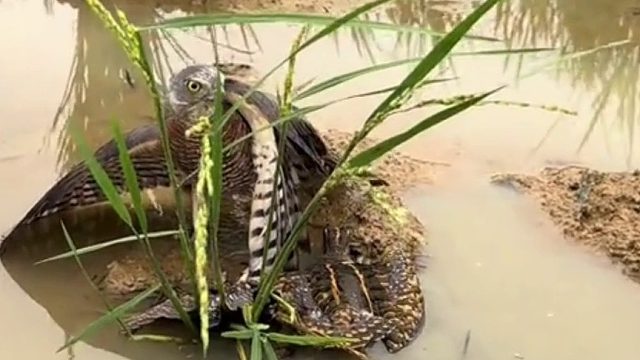 这个时候我应该过去帮谁？