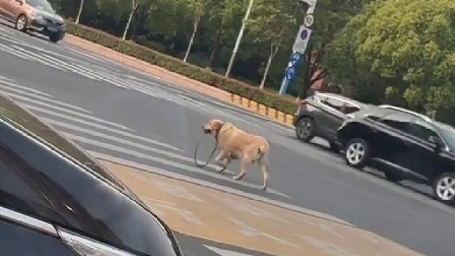 谁家的大宝贝来认领一下