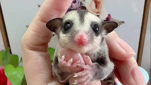 眼睛瞪得大大的在想什么呢