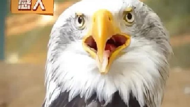 老鹰天生恐高不敢展翅飞行，就连看见小鱼都会不由产生恐惧