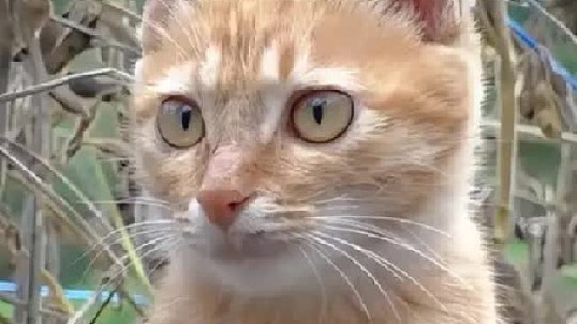 这只猫咪遭受袭击导致下半身瘫痪，但它总是和慈祥的奶奶形影不离