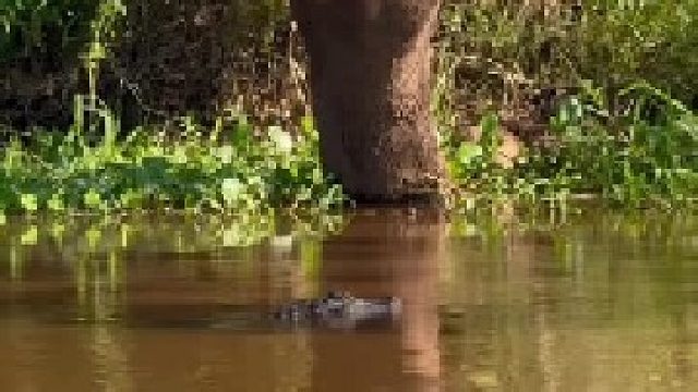 美洲豹伏击凯门鳄