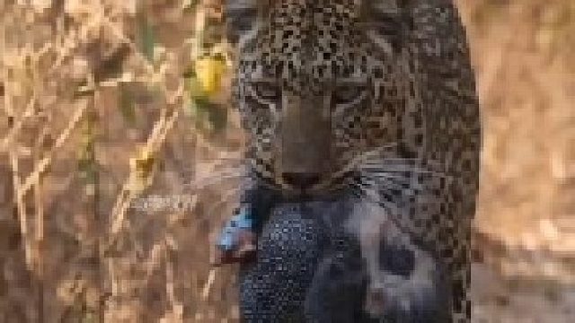 花豹抓到一只火鸡