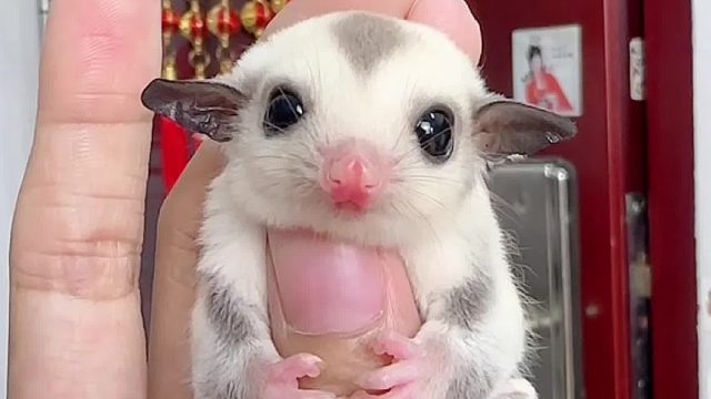 圆溜溜的眼睛转吖转，在想啥呢