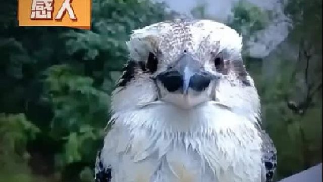 大叔在河边救了一只落水翠鸟，翠鸟竟带着整个家族来报答恩情