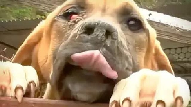 数十条狗被主人长期断水断粮，饥肠辘辘的狗只能去吃野草充饥