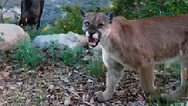 司机开车上山偶遇美洲狮