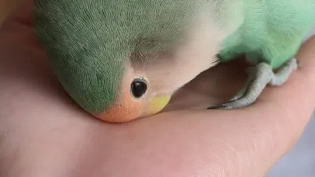 年轻人新型手鸡