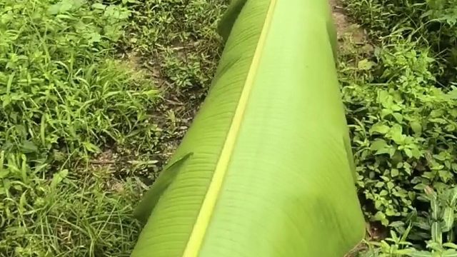 遛狗下雨了，别慌。就地取材。