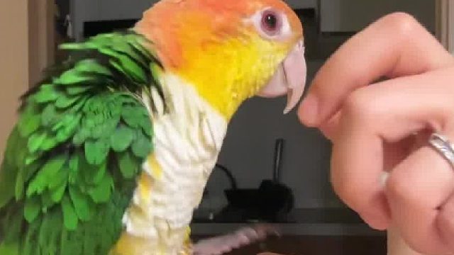 北风呼呼吹，吹来了一坨臭屎