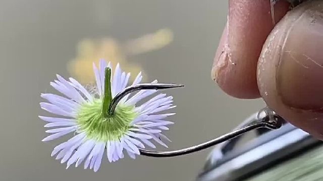 还有什么是鲈鱼不吃的