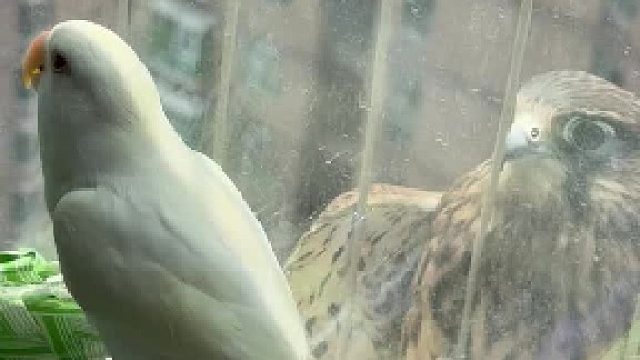 又来了。。。今天是两只