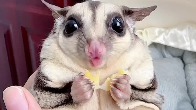 看得出来，它是真的很喜欢吃