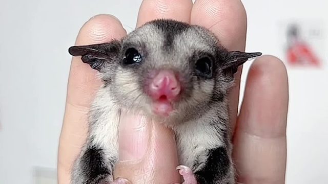 又是一个妈宝蜜，刚抓出来就找妈妈了