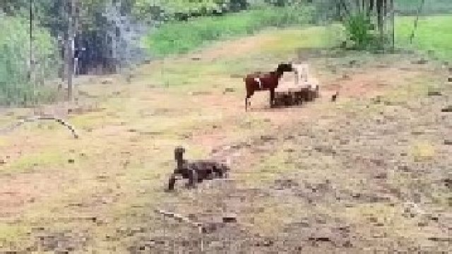 科莫多攻击母鹿！