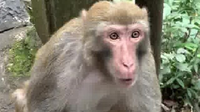 来黔灵山公园避雷这个猴子