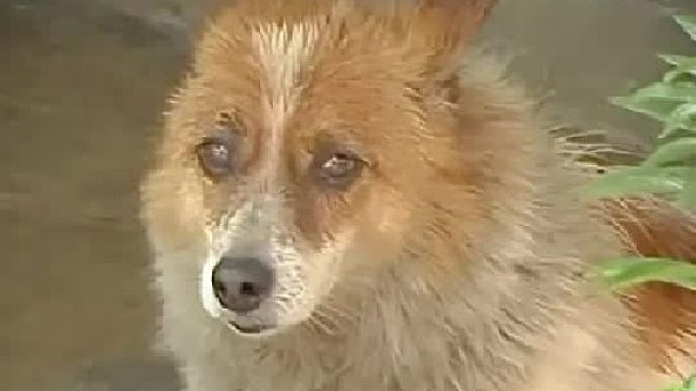 狗狗在巷子里苦等主人5年，只为等奶奶回家