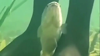 這魚沒有什么壞心思