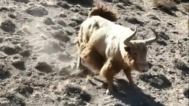 高原上的金丝野牦牛，霸气侧漏野性十足