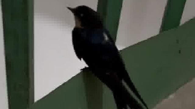 离了个大谱 我朋友抓住一只睡着的燕子