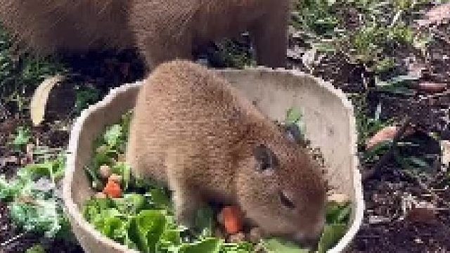 卡皮巴拉mini和卡皮巴拉～