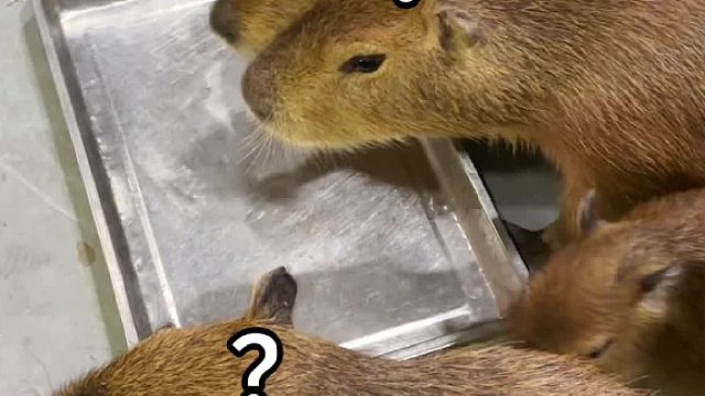 卡皮巴拉真的很好骗