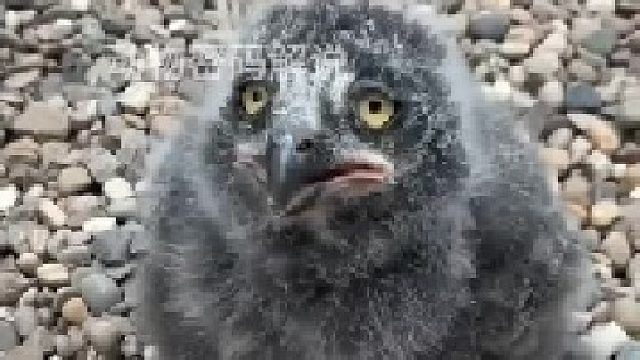 这只小鸟不一般长大了能飞天