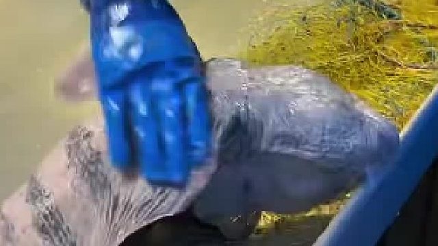 狼鳗只是在咬可乐的时候才厉害