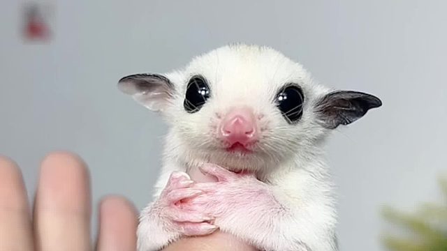 大眼睛亮晶晶，样样东西看不清