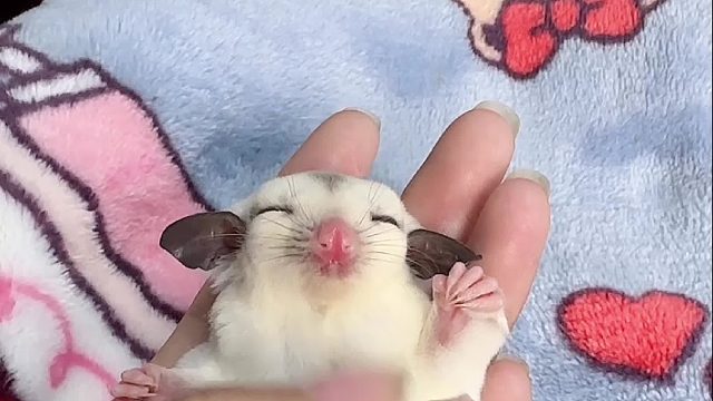 安静的时候是真安静，闹腾的时候也是真闹腾