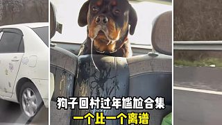 狗子回村過年尷尬合集，一個比一個離譜