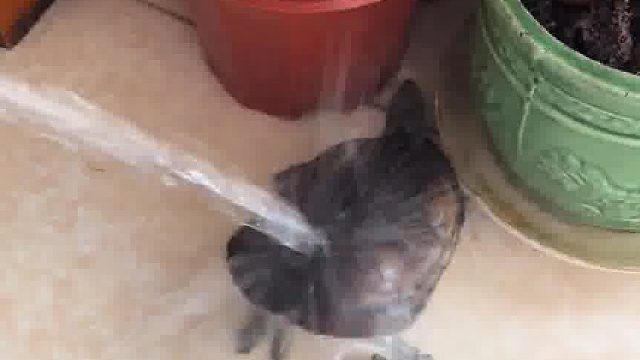 笑死我了，我以为在网上才能看得到的