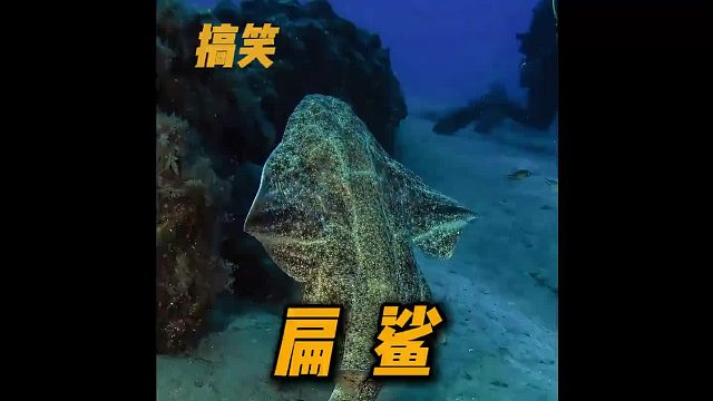 大嘴吃四方，他就是鱼大嘴