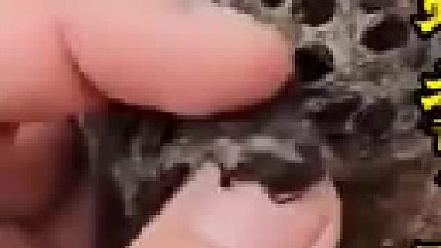 负子蟾背上的蟾宝，老铁们见过吗？