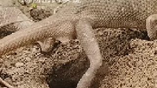 蜥蜴下蛋頭一次看見稀奇呀