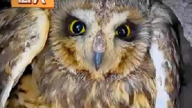 猫头鹰在树洞抚养了3只小猫，每天展开翅膀让小猫们躲进它的怀里