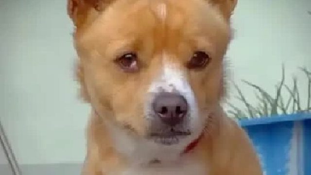 狗狗因患病刚出生就被主人遗弃在垃圾堆，善良的老人将它带回家