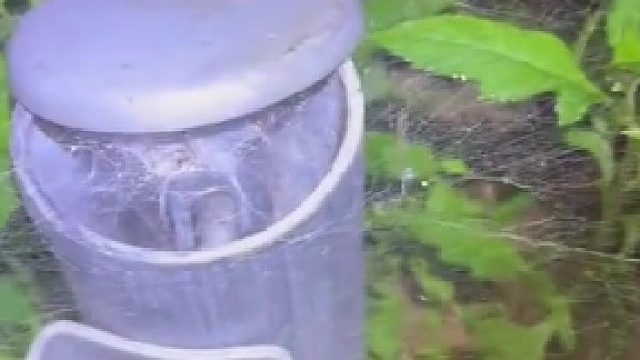 蜘蛛：卧他酿的淦！到嘴的蛾子飞了！