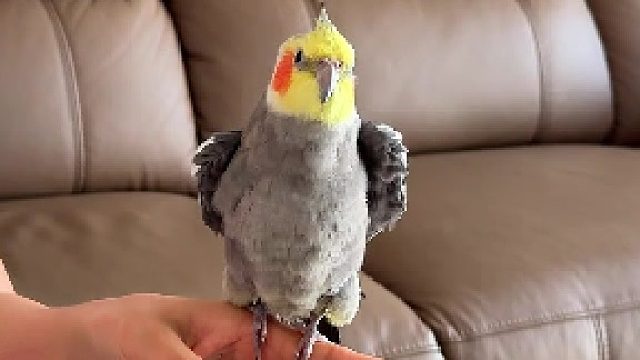 灰灰祝姨姨们大展宏图