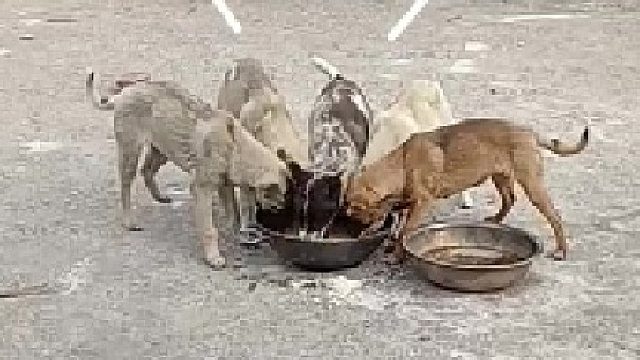 自家酿的没什么度数