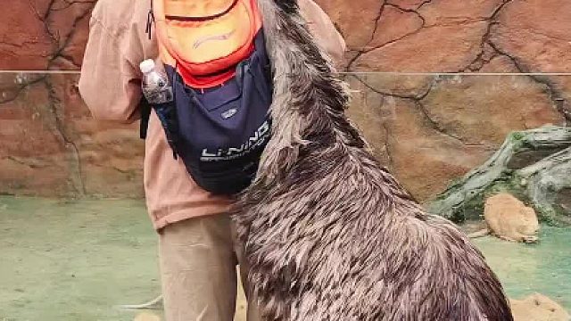 这只很粘人的鸸鹋，真神奇