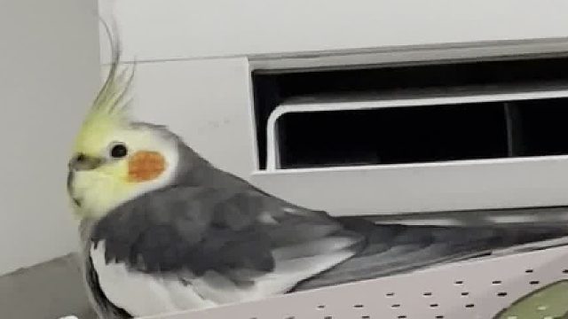 就是说，哥们你不冷吗